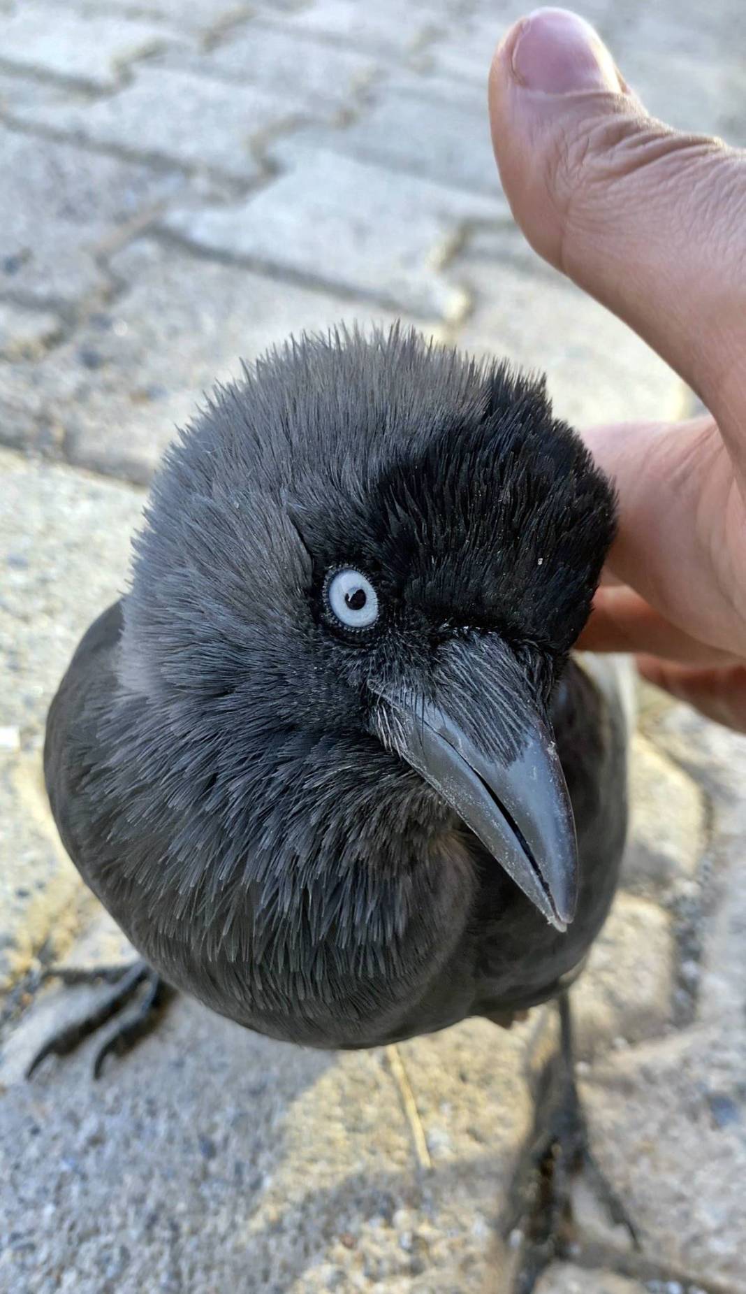 Evcilleşmek isteyen karga, sahibini böyle belirledi! Satın almak isteyenler yüksek meblağlar teklif ediyor 5